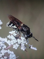 Stratiomys singularior