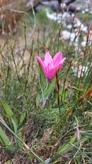 Babiana blanda