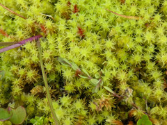Diobelonella palustris