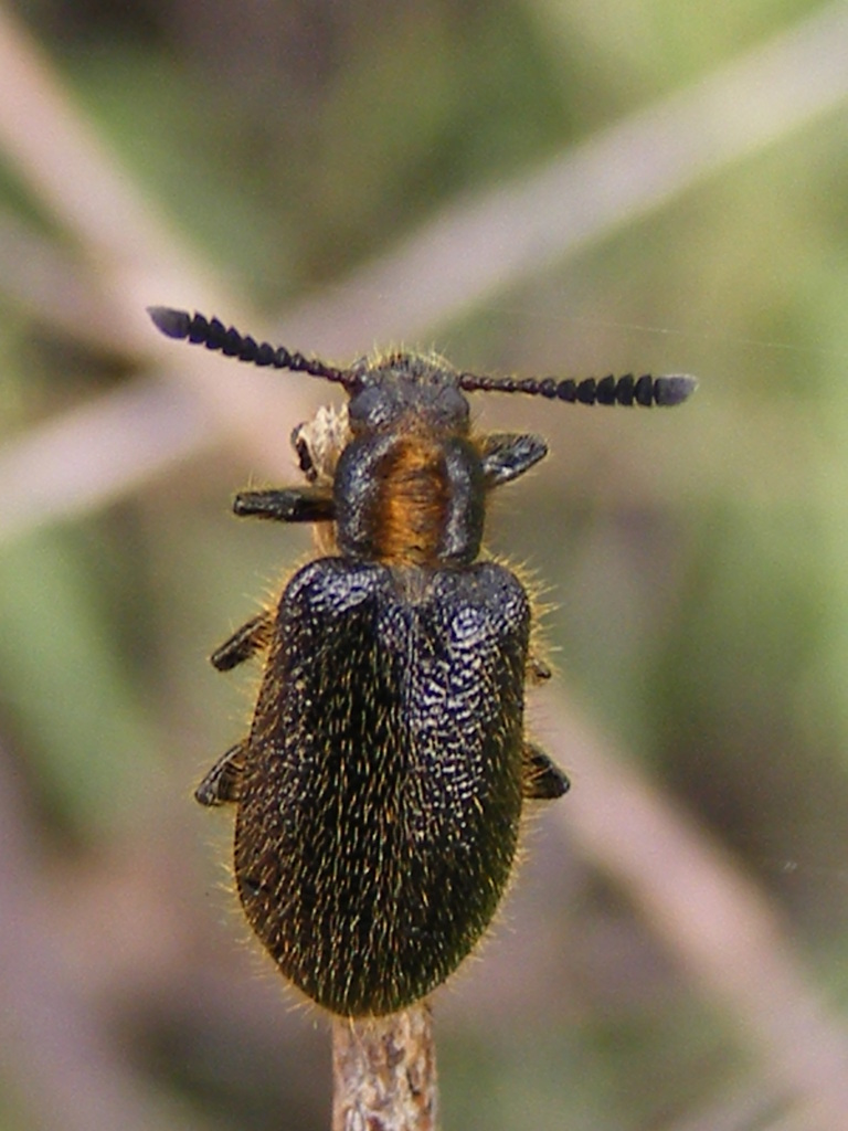Lopholagria amoena