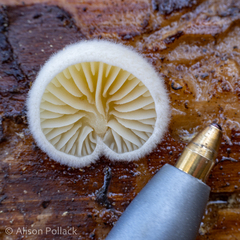 Crepidotus fimbriatus