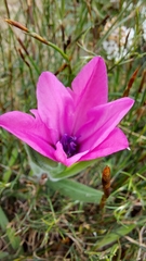 Babiana blanda