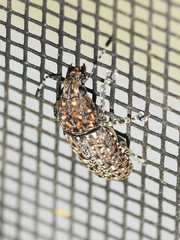 Phoenicobiella chamaeropis