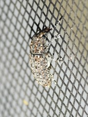 Phoenicobiella chamaeropis