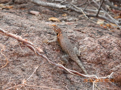 Sceloporus hunsakeri