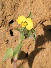 Commelina africana krebsiana