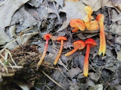 Hygrocybe minutula