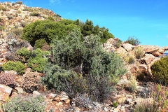 Gloveria integrifolia