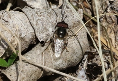 Copestylum marginatum