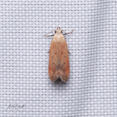 Anacampsis fullonella