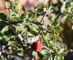 Gloveria integrifolia
