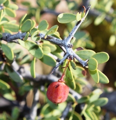 Gloveria integrifolia