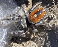 Phidippus carneus