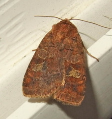 Diarsia jucunda