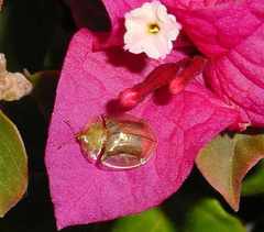 Aspidimorpha quadriremis