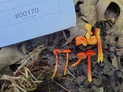 Hygrocybe minutula