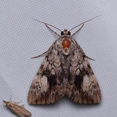 Catocala lineella