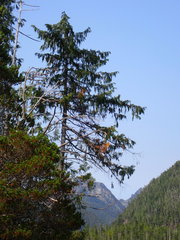 Cupressus nootkatensis