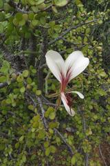 Pelargonium tetragonum