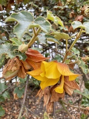 Fremontodendron