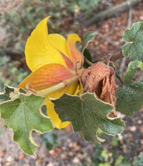 Fremontodendron