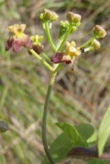 Pentarrhinum insipidum