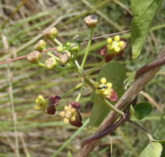 Pentarrhinum insipidum
