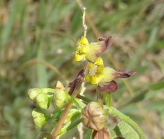Pentarrhinum insipidum