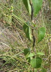 Pentarrhinum insipidum