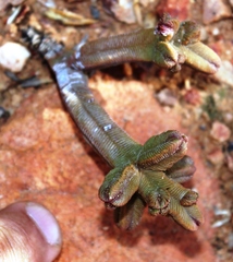 Crassula pyramidalis