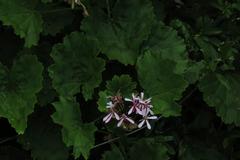 Pelargonium zonale