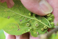 Pachypsylla celtidismamma