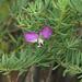 Polygala myrtifolia pinifolia - Photo (c) Brian du Preez, μερικά δικαιώματα διατηρούνται (CC BY-SA), uploaded by Brian du Preez