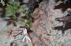 Pelargonium alternans