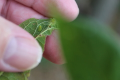 Celticecis aciculata