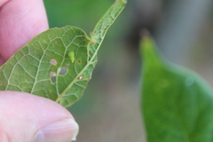 Celticecis aciculata