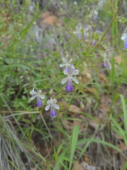 Trichostema arizonicum