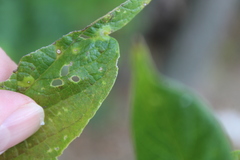 Celticecis aciculata