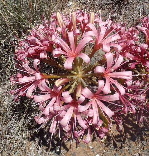 Ammocharis coranica