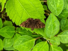 Pellicia arina