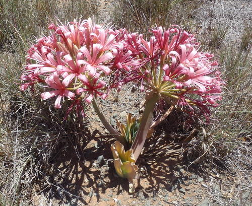Ammocharis coranica