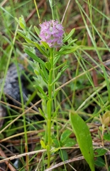 Polygala cruciata