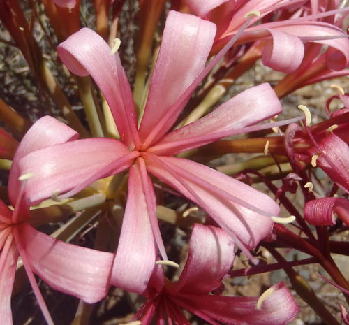 Ammocharis coranica