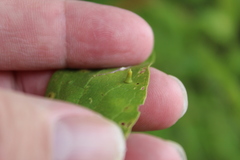 Celticecis aciculata