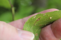 Celticecis aciculata