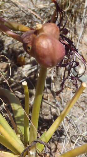 Ammocharis coranica