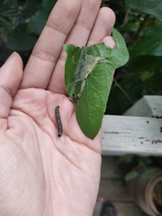 Omphalocera munroei