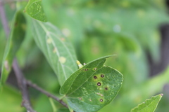 Celticecis aciculata