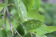 Celticecis aciculata