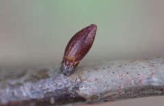 Andricus deciduatus